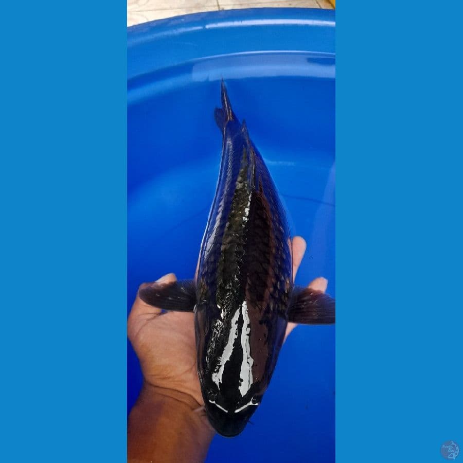 Soragoi Black 37CM