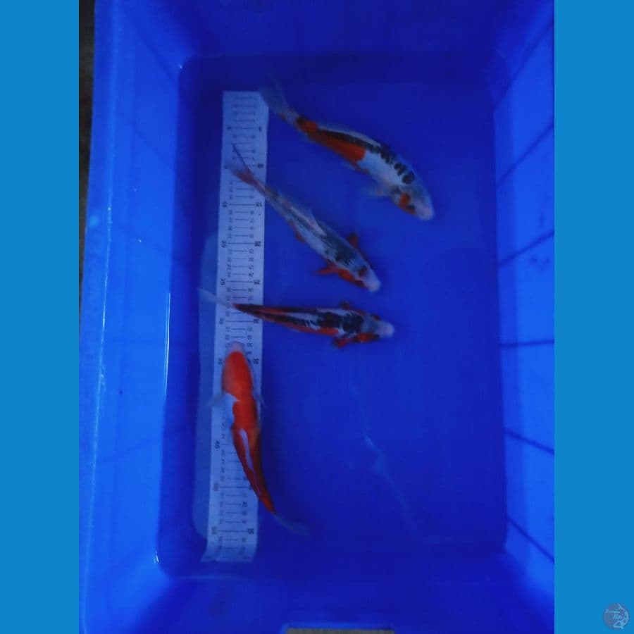 23-26 mix kohaku,Asagi,Shusui