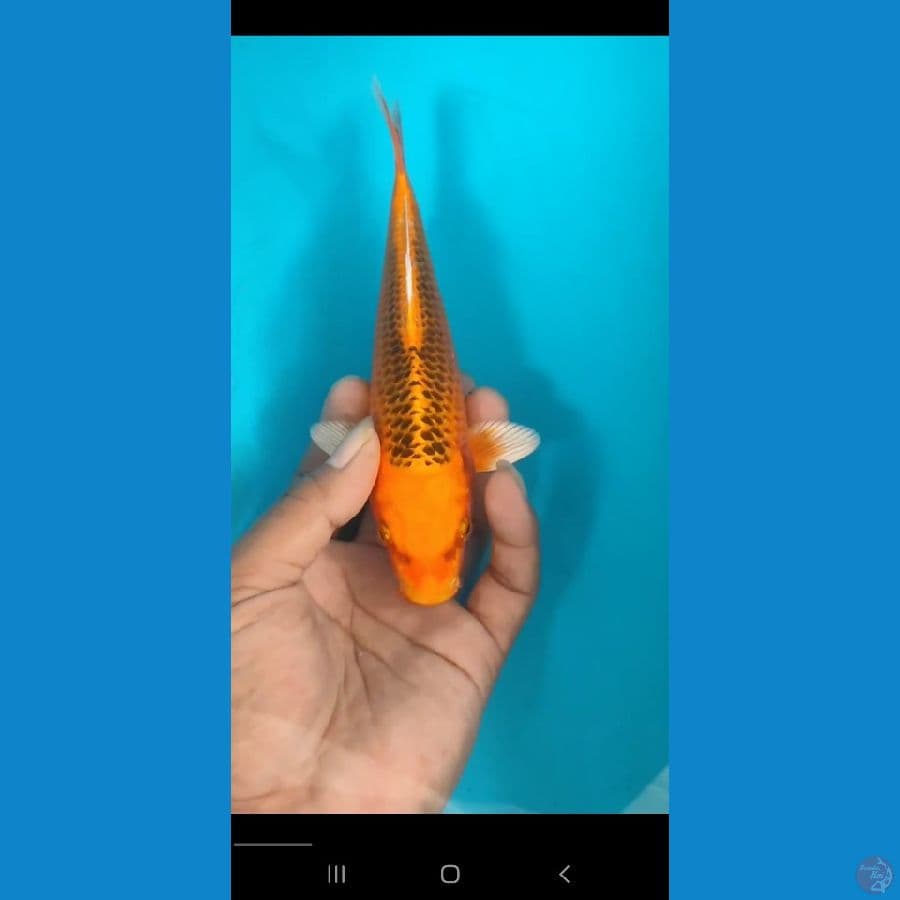 SQ 20 CM BU