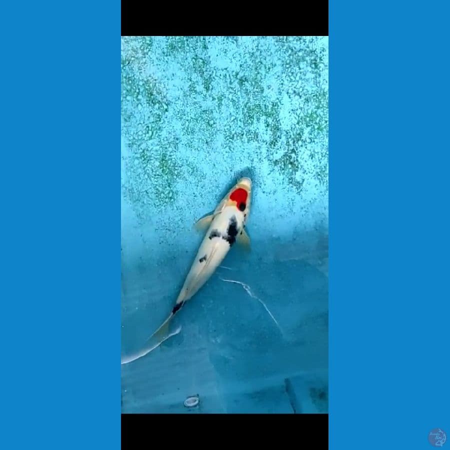 tancho showa 30 cm male