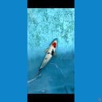 tancho showa 30 cm male
