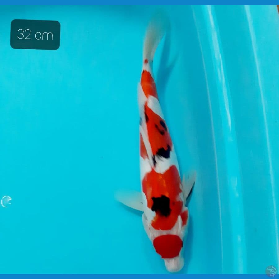 Maruten Sanke 32 cm