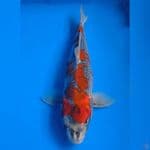Goshiki 36cm Joss