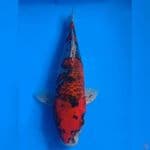 Koro Goshiki 30cm