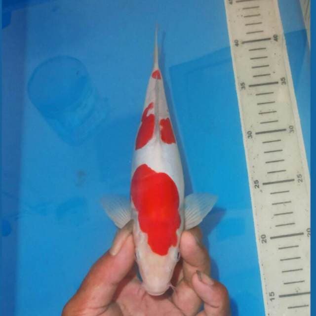 KOHAKU SIMETRIS