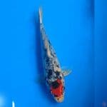 Minion Tancho Goshiki Ori 19cm