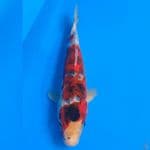 Ai Koro Goshiki unik 31cm