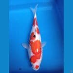Sanke 30 cm 