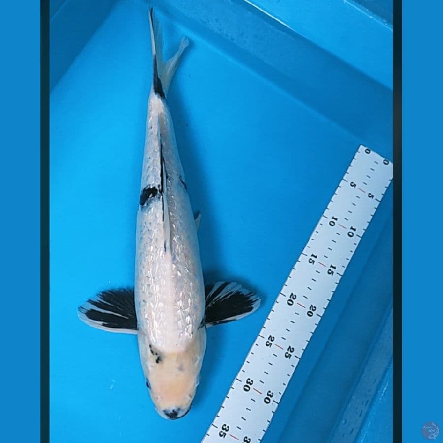 shiro ginrin 40cm male