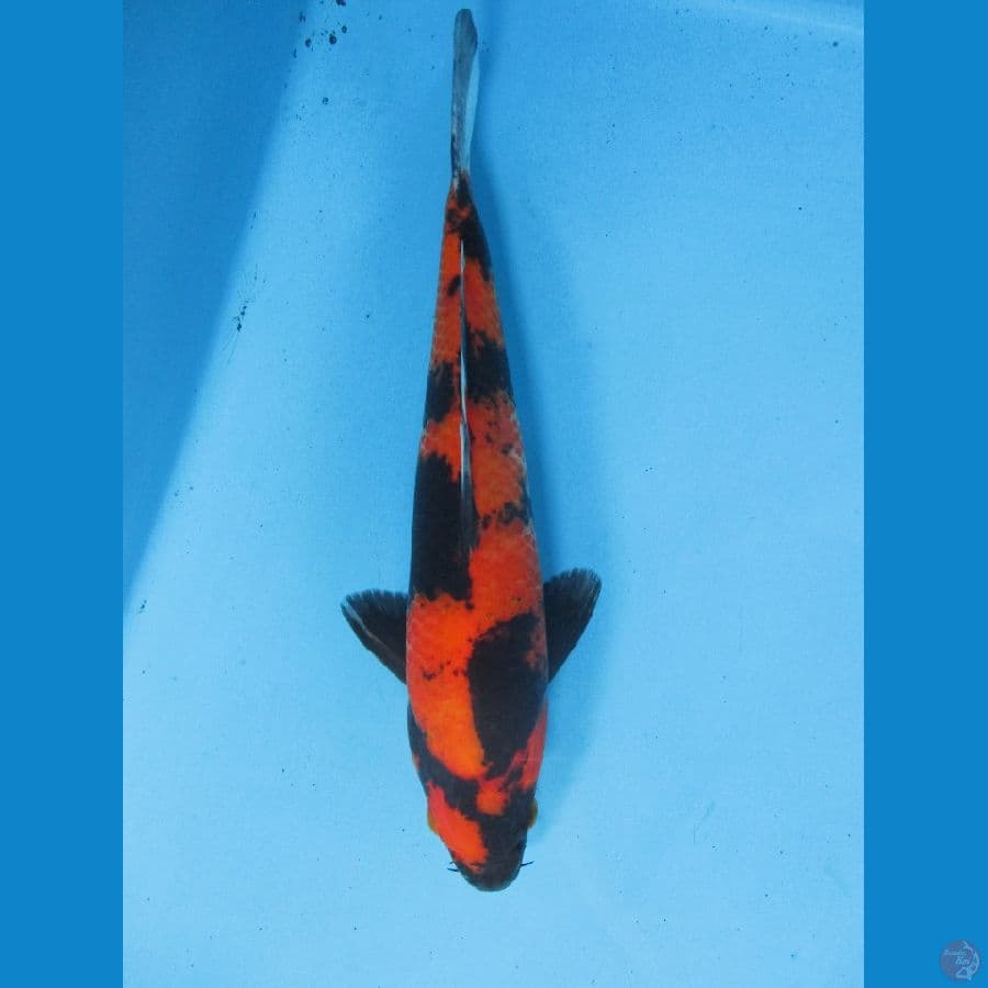 Hi Utsuri 28cm