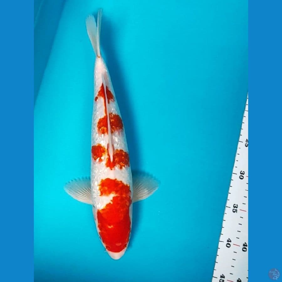 kohaku ginrin strong 35cm male