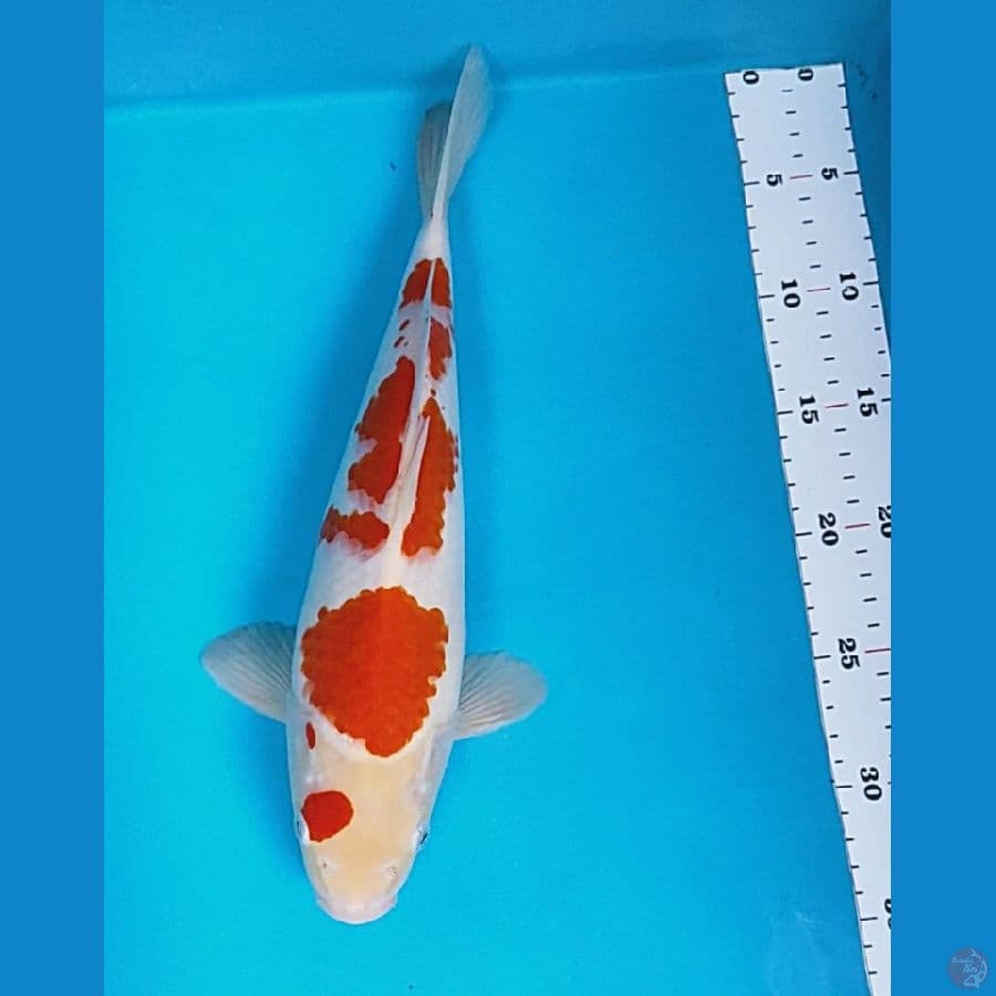 kohaku strong 33cm male