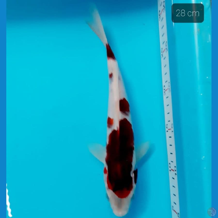 goromo