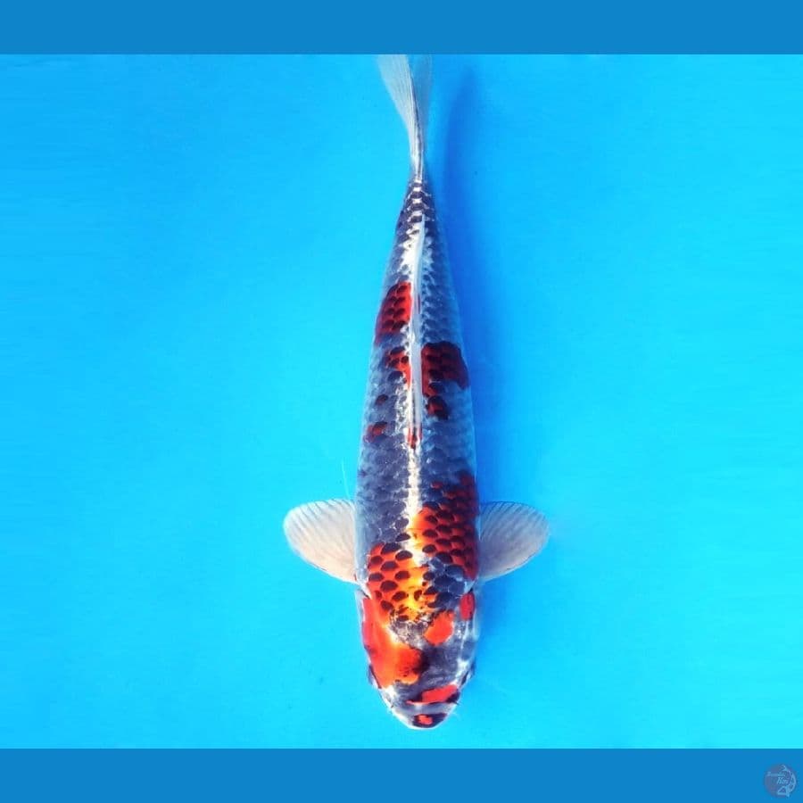 BENI GINGA 36 cm/male