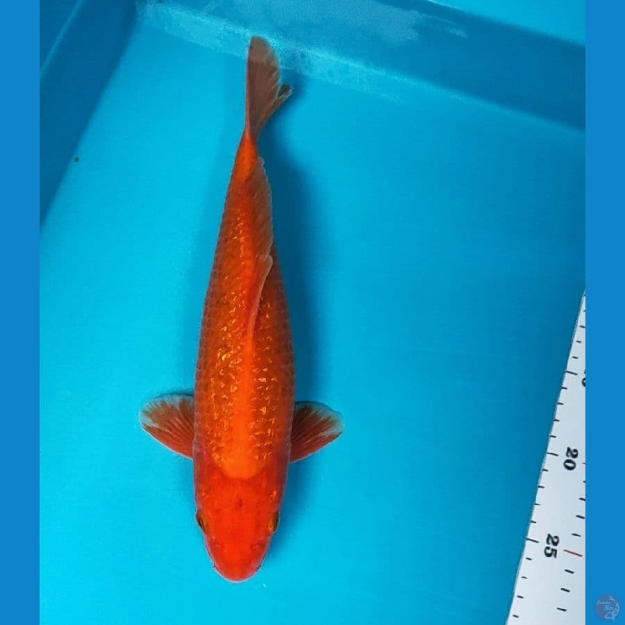 benigoi ginrin 31cm male
