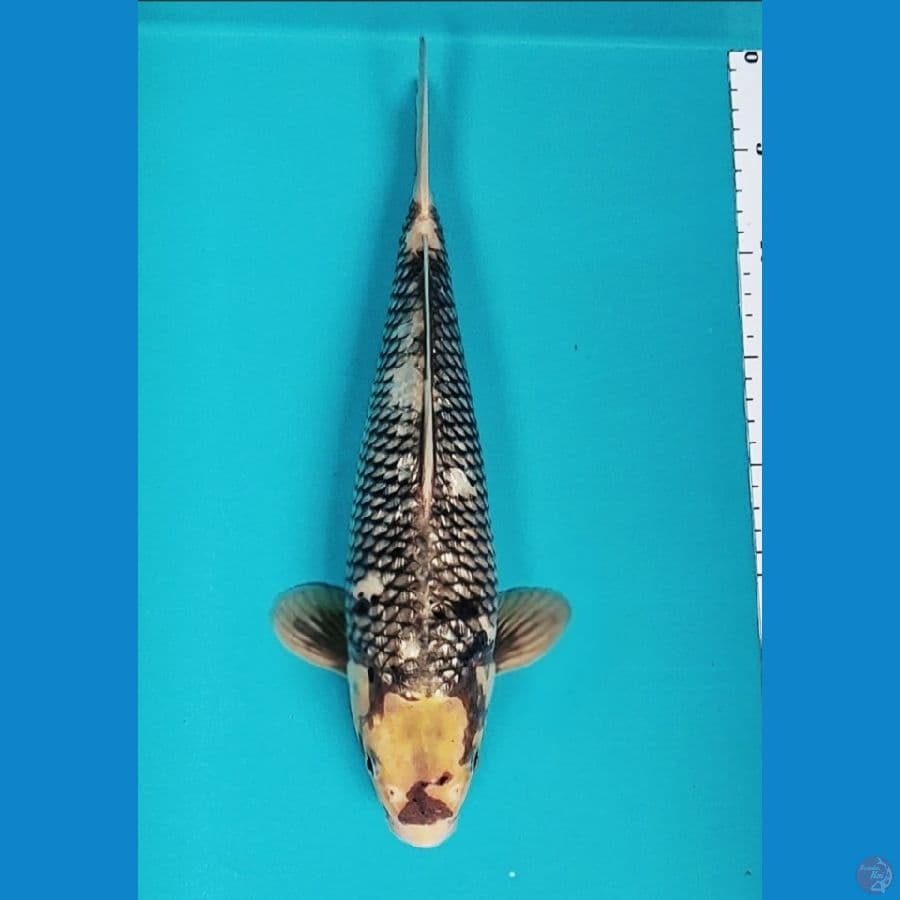 matsukawabake ginrin 34cm male
