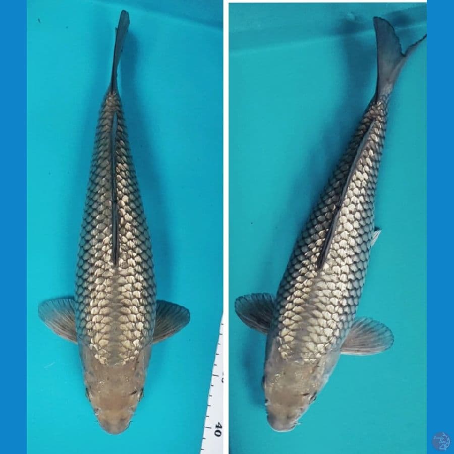 soragin jumbo 39cm fm