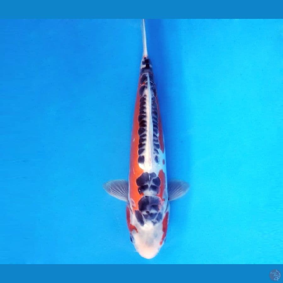 SHUSUI 30 cm/female