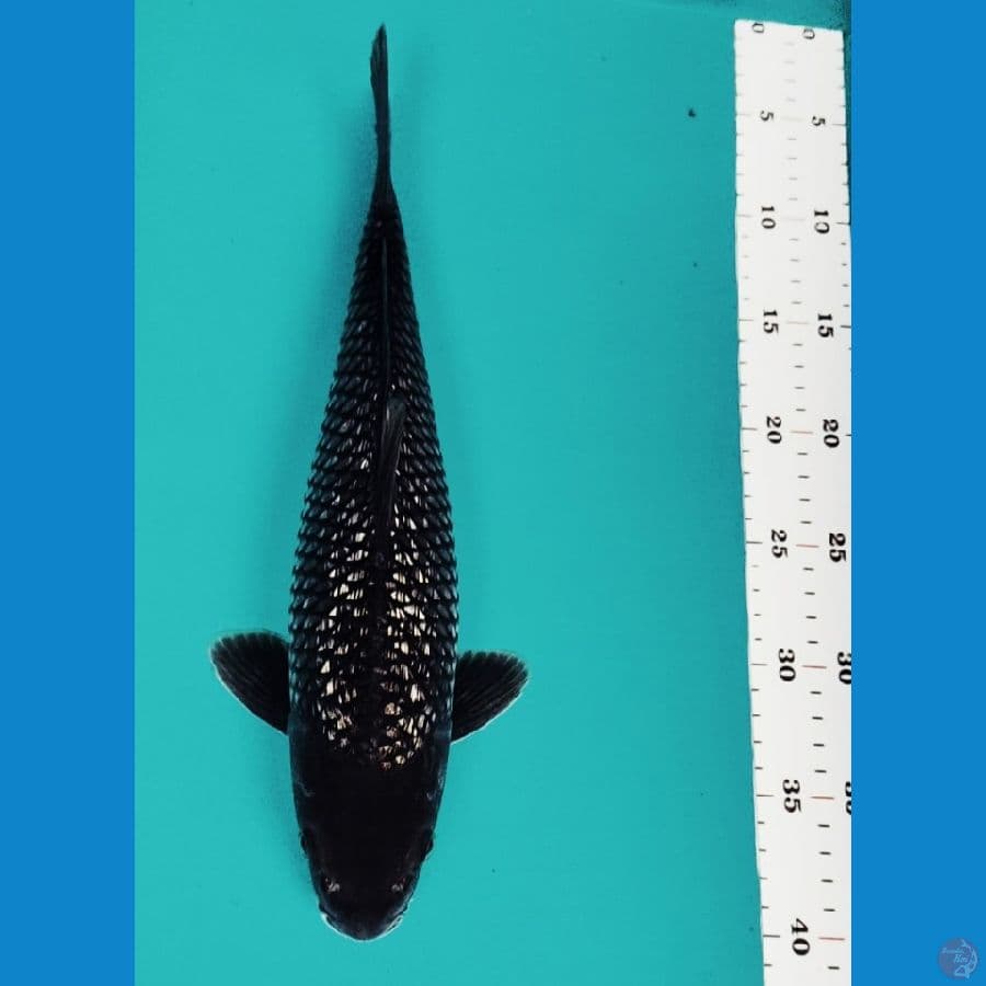 black diamond 33cm male