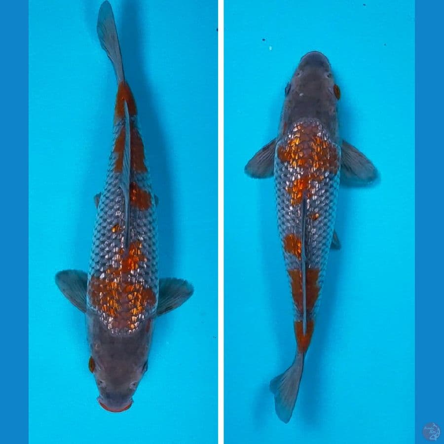 ochiba shigure ginrin 23cm male