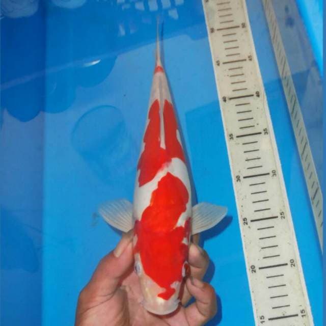 KOHAKU HQ