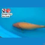 BENYGOI 33CM SHORT BODY --- CANAYA KOI FARM