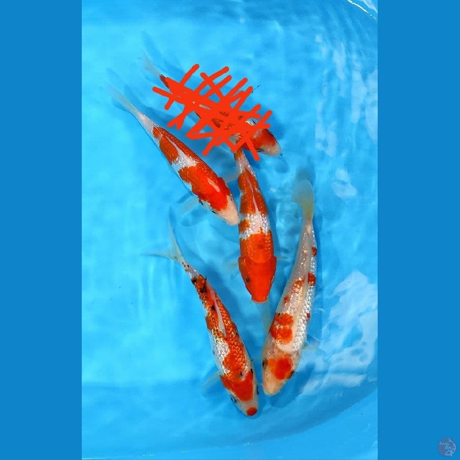 KOHAKU GINRIN 16-21CM