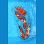 KOHAKU GINRIN 16-21CM 