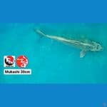 MUKASHI 30CM --- CANAYA KOI FARM