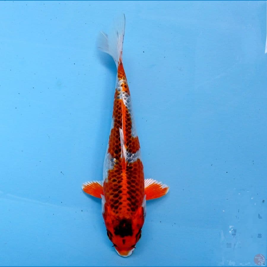 kujaku 18cm