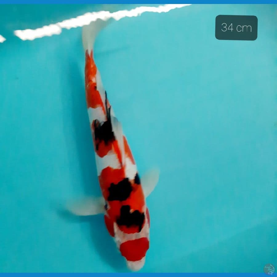 Maruten sanke 34 cm