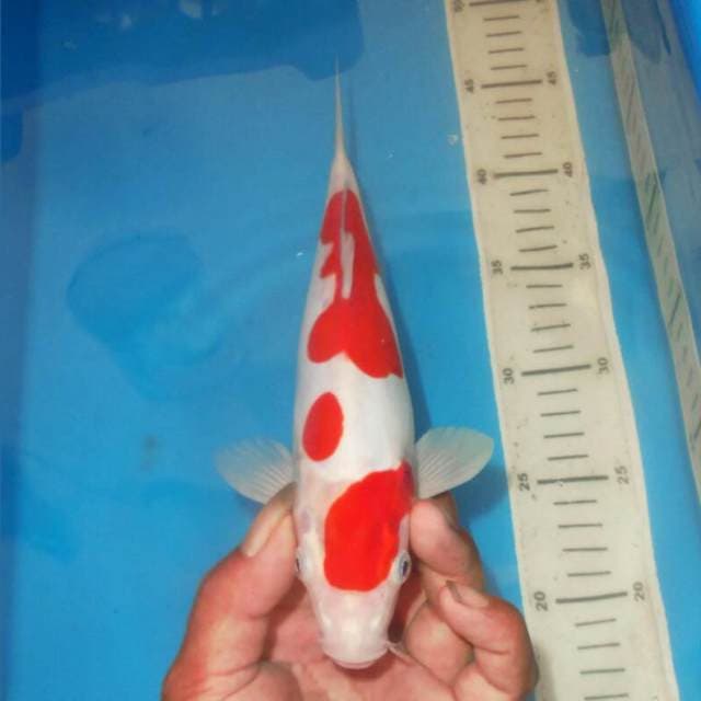 KOHAKU MERONA