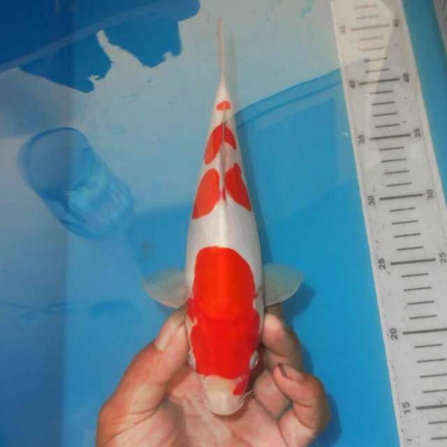 4STEP KOHAKU