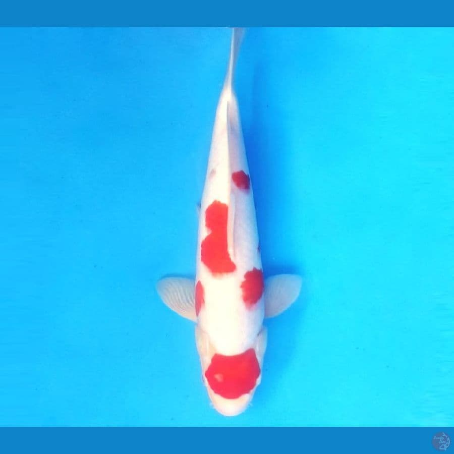 KOHAKU 32 CM - FML
