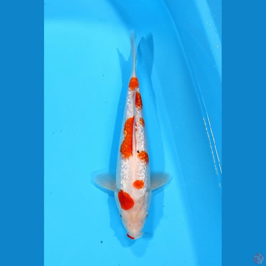 KOHAKU GINRIN 28CM