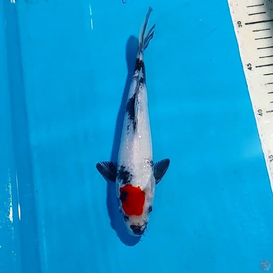 TANCHO SHOWA 23 CM