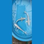 PLATINUM GINRIN 28-31CM