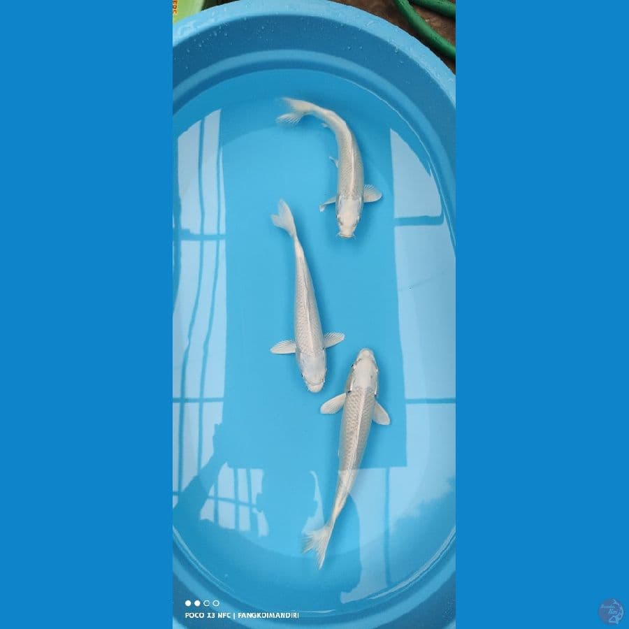 PLATINUM 28-30CM