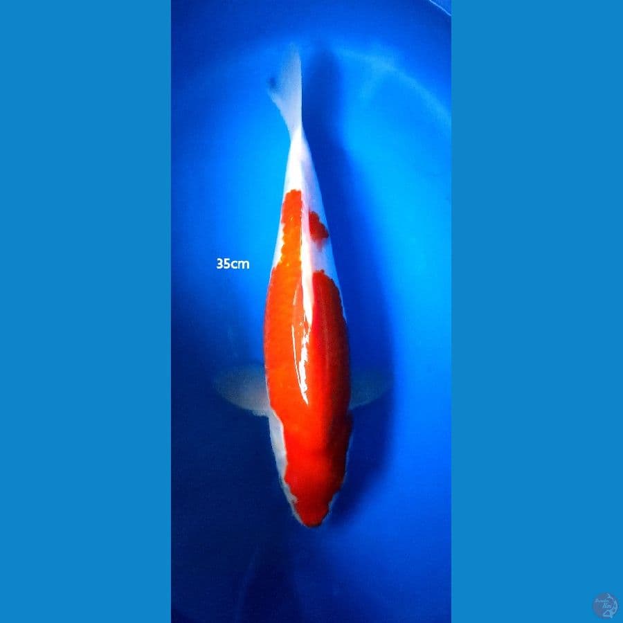 KOHAKU 35CM