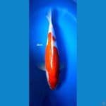 KOHAKU 35CM