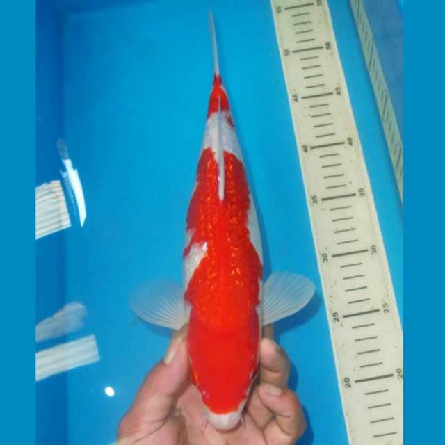 KINGINRIN KOHAKU