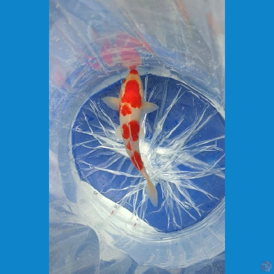 kohaku