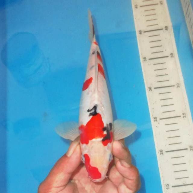 TATEGOI SANKE PROSPEK