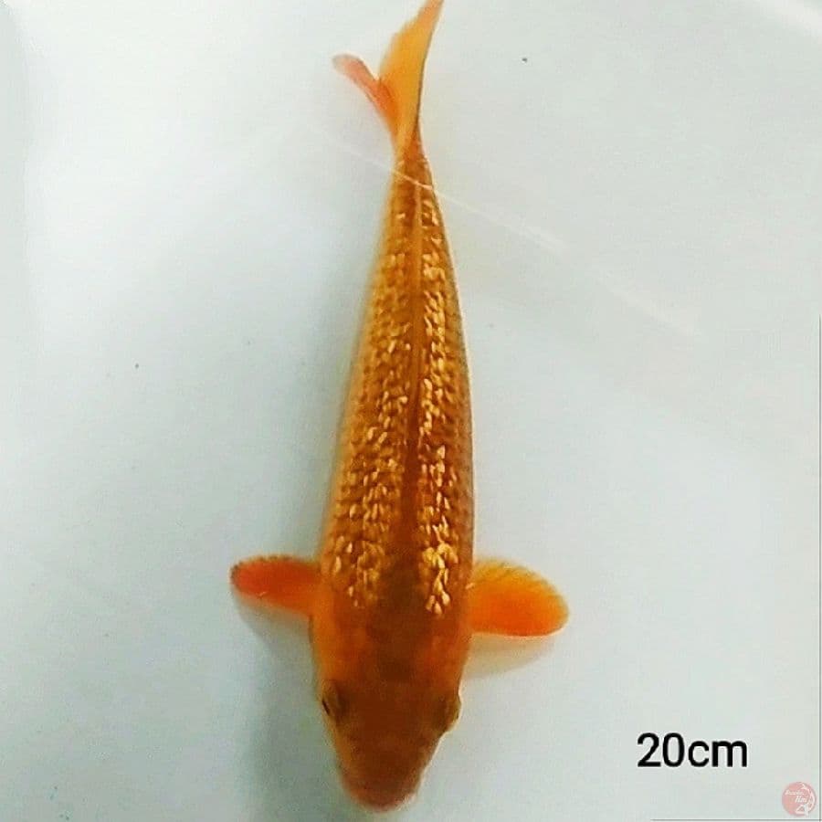 caghoi giniri