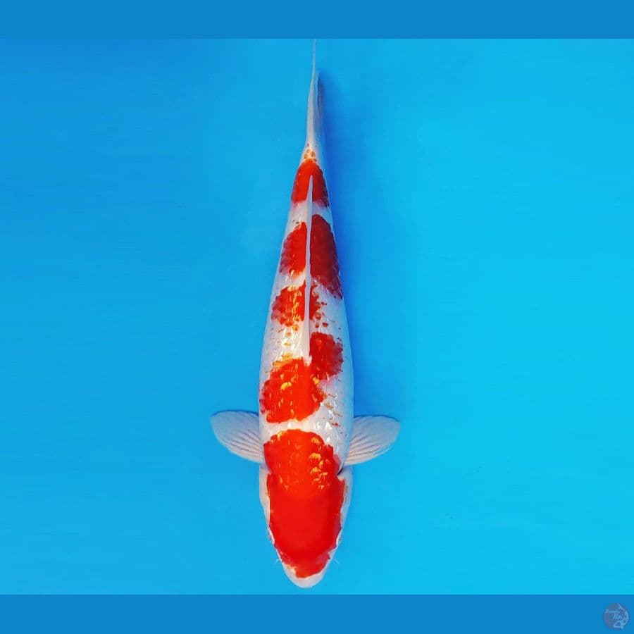 KOJO NO TSUKI 7 ~ KOHAKU KANOKO GIN RIN 34 cm/fm ™