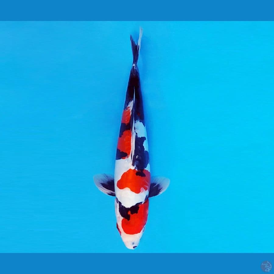 KOJO NO TSUKI 9 ~ SHOWA DOITSU 29 cm/male ™