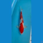 kohaku 35 cm
