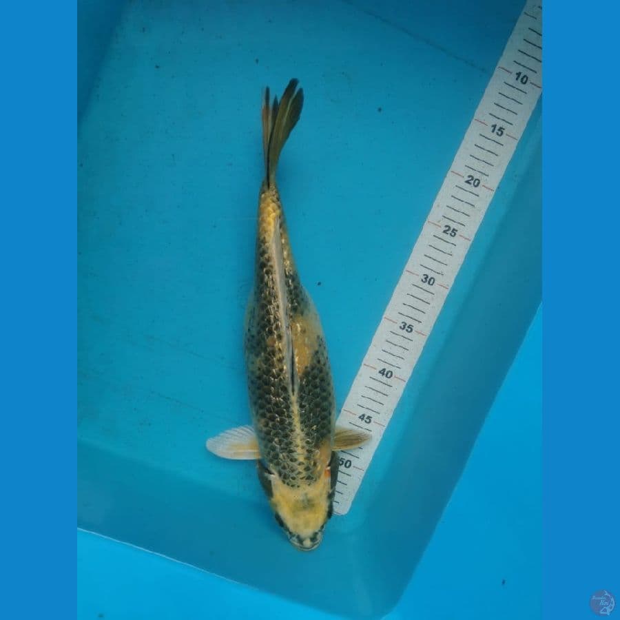 Ki usturi Ginrin 40 cm