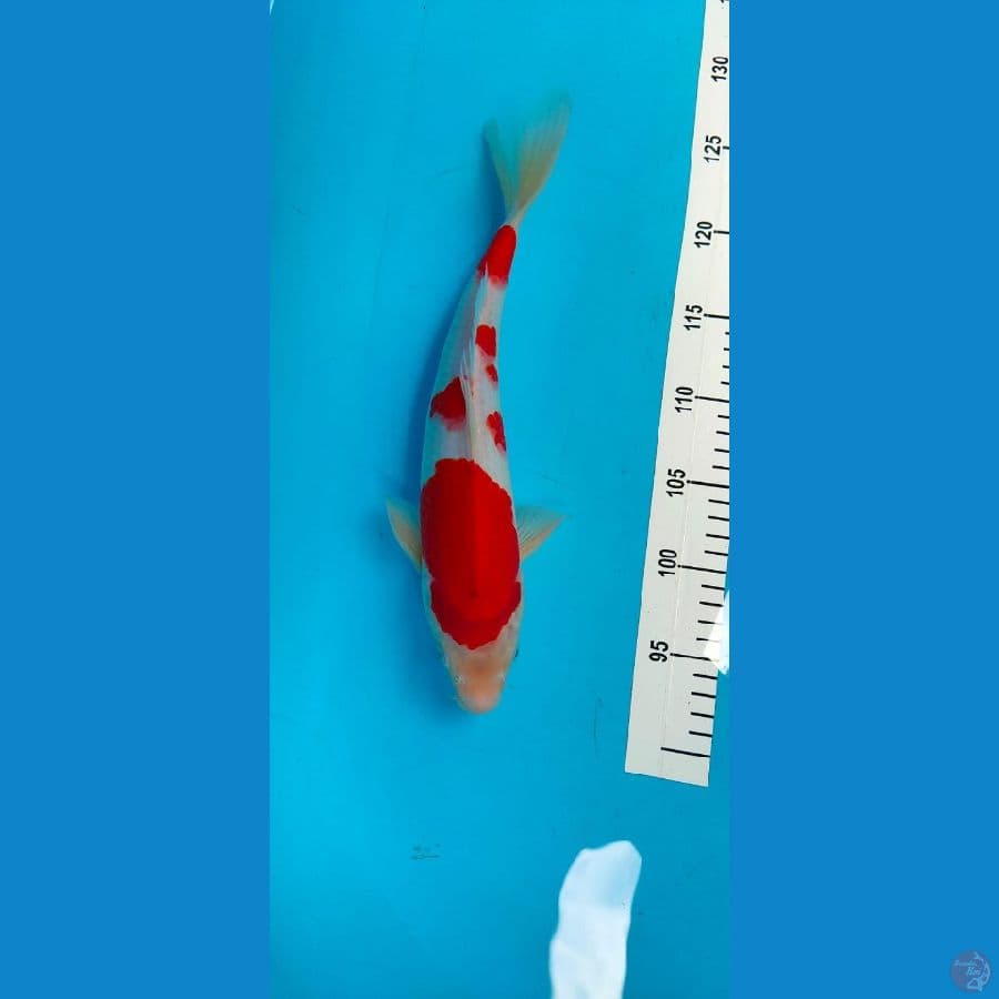 kohaku 34 cm