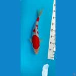 kohaku 34 cm